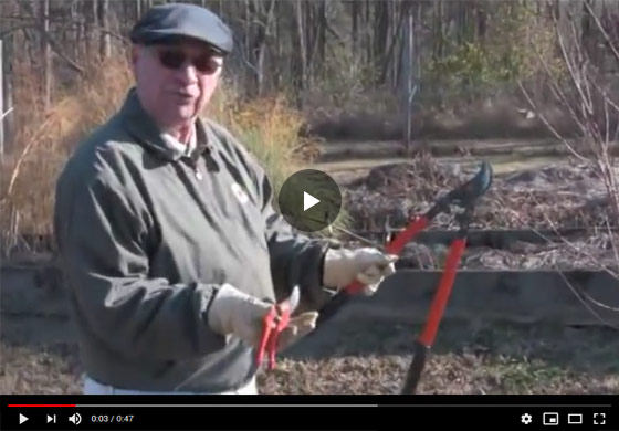 How to Prune a Small Peach Tree Video