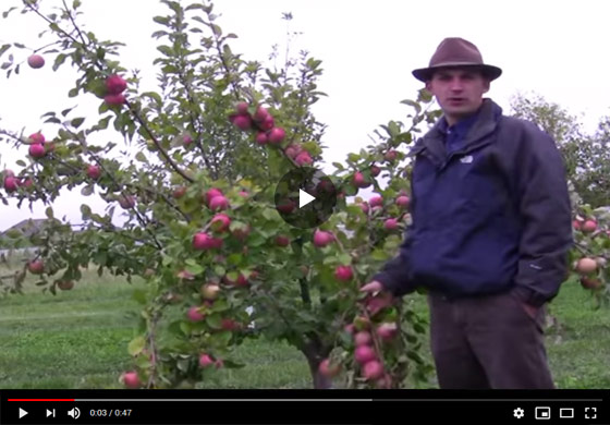Benefits of Fruit Thinning Video