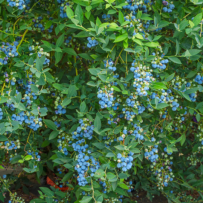 Berry Bushes and Seeds