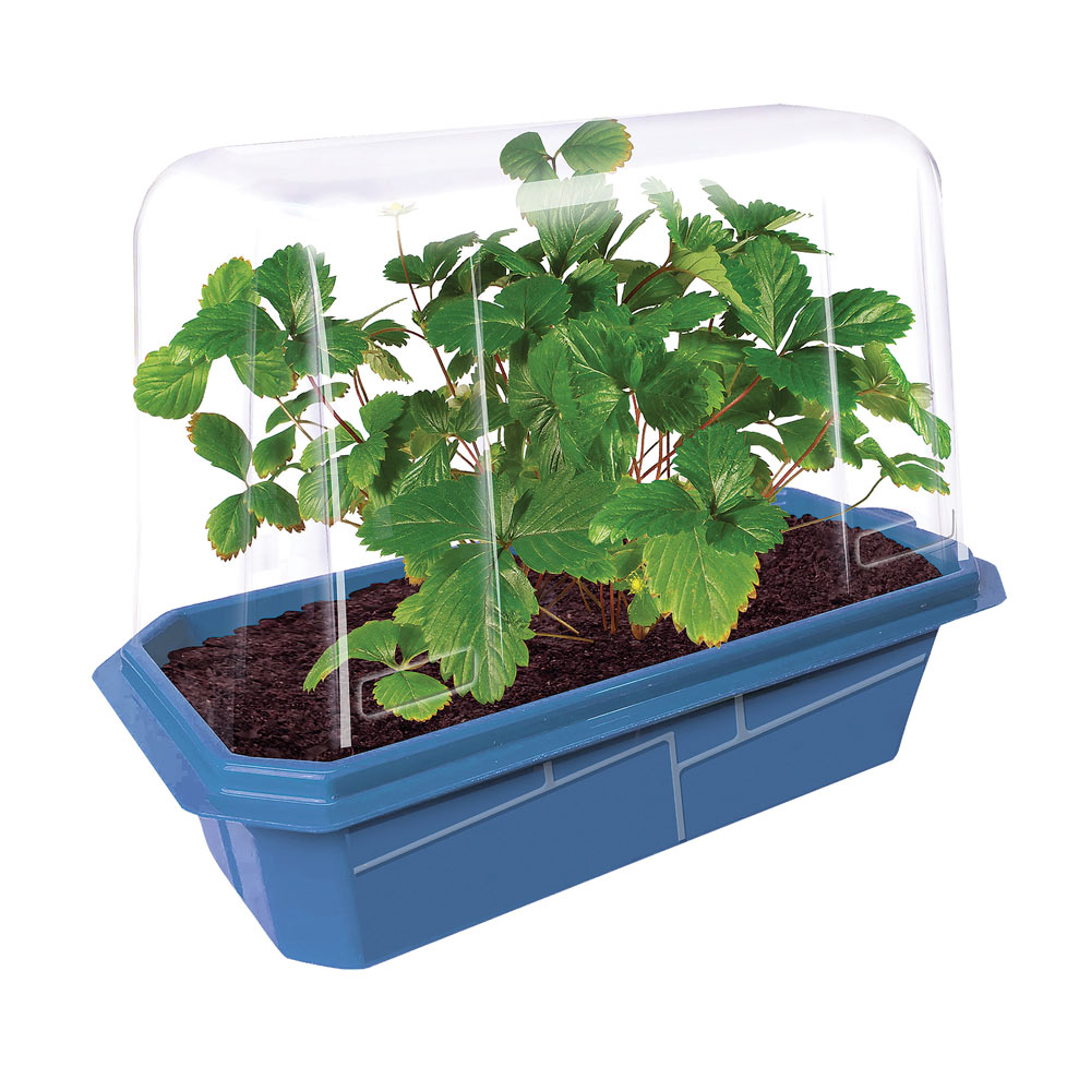 Grow Your Own Strawberries Plant Kit