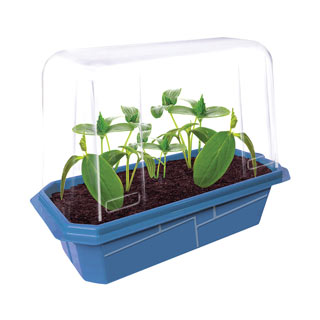 Grow Your Own Cucumbers Plant Kit