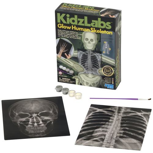 KidzLabs Glow Skeleton Kit