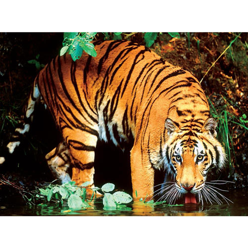 Bengal Tiger 1000 Piece Jigsaw Puzzle