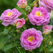 Arctic Blue Rose - Buy Floribunda Roses | Spring Hill Nurseries