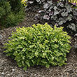Boxwood Green Velvet Hedge