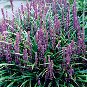 Liriope