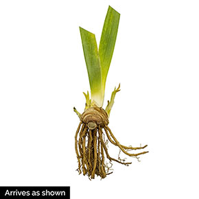 Feed Back KickStart™ Reblooming Iris