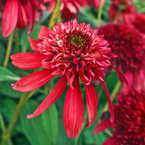 Double Scoop™ Cranberry Coneflower