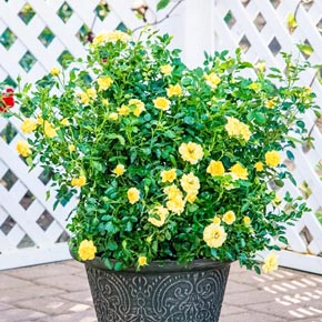 Lemon Drop Miniature Rose