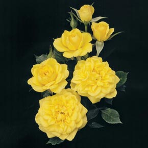 Lemon Drop Miniature Rose