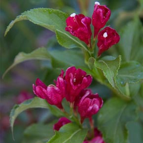 Sonic Bloom<sup>®</sup> Red Weigela