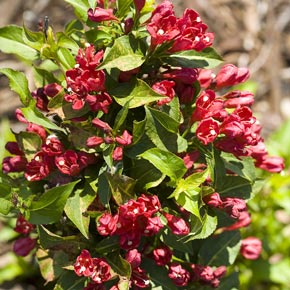 Sonic Bloom<sup>®</sup> Red Weigela
