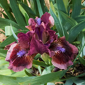 Cat's Eye KickStart™ Miniature German Iris