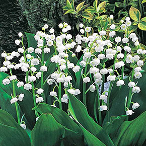 Lily of the Valley