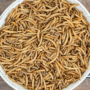 Redi-Meal Mealworms