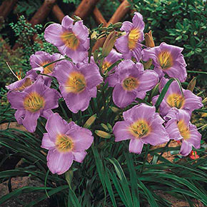 Purple de Oro Dwarf Daylily