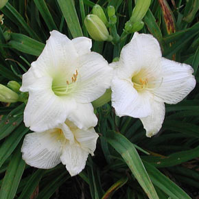 Joan Senior Jumbo Daylily