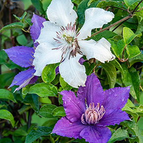 Clematis Kitty<sup>™</sup>