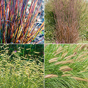 Best Grasses for Sunny Borders Collection