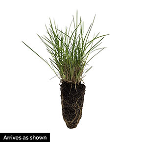 Best Grasses for Sunny Borders Collection