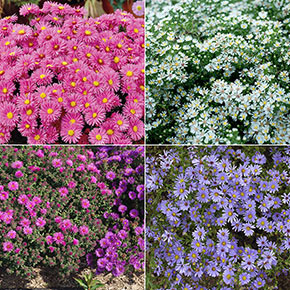 Compact Aster Collection | Spring Hill Nurseries