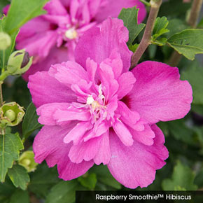 Double Hardy Hibiscus Sampler