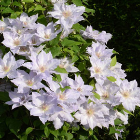 Clematis Tranquilite<sup>™</sup>