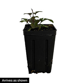 Clematis Tranquilite<sup>™</sup>