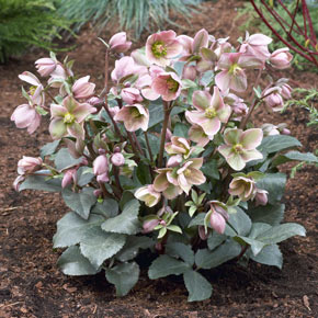 Angel Glow Frostkiss<sup>®</sup> Hellebore