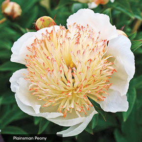 Bombes Away Peony Collection