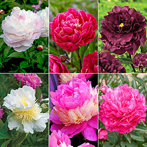 The Works– Peony Collection