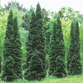 Emerald Green Arborvitae Hedge