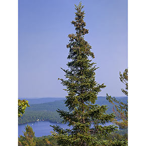 Black Hills Spruce