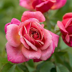Queen of Elegance™ Floribunda Rose