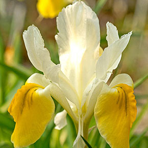 Bucharica Iris | Spring Hill Nurseries