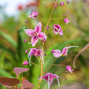 Pretty in Pink Epimedium