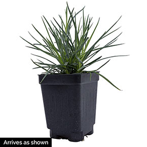 American Pie™ Dianthus Trio