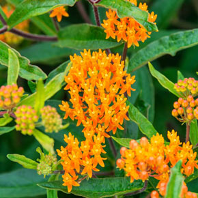 A Closeup of Butterfly Weed Flowers.