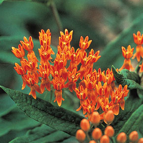 A Closeup of Butterfly Weed.