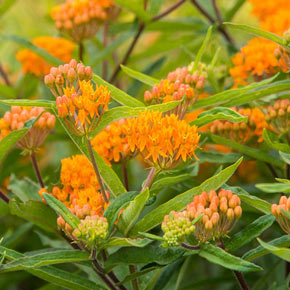 Clusters of Butterfly Weed.