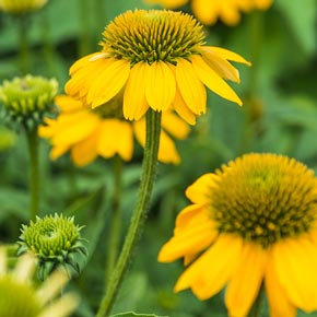 Sombrero<sup>®</sup> Lemon Yellow Coneflower