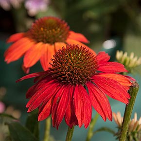 Sombrero<sup>®</sup> Salsa Red Coneflower