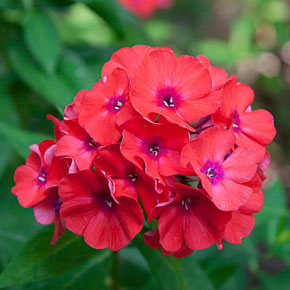 Flame™ Coral Tall Phlox