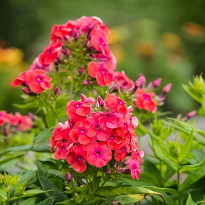 Flame™ Coral Tall Phlox