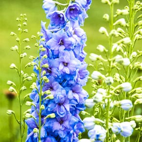 Blue Lace Delphinium