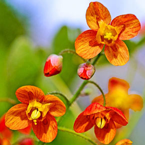 Orange Queen Epimedium