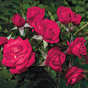 Be My Baby<sup>™</sup> Miniature Rose