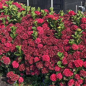 Everlasting<sup>®</sup> Crimson Hydrangea