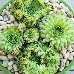 Sunset Hens and Chicks