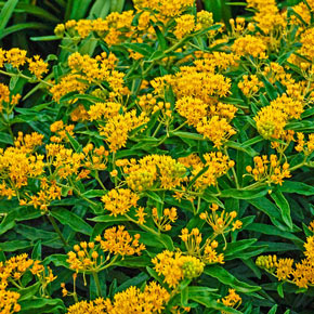 Hello Yellow Milkweed